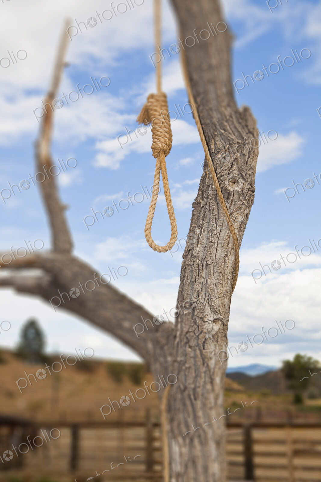 Hangman Noose in a Tree