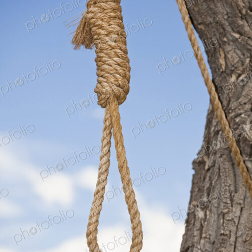 Hangman's Noose in a Tree Hangman's Noose in a Tree