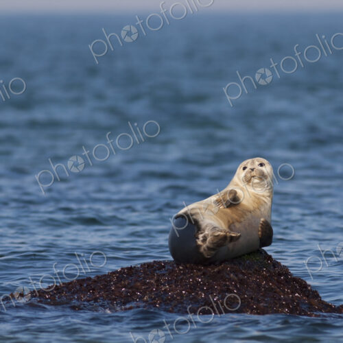 Harbour Seal resting on a rock in ocean. Harbour Seal resting on a rock in ocean.