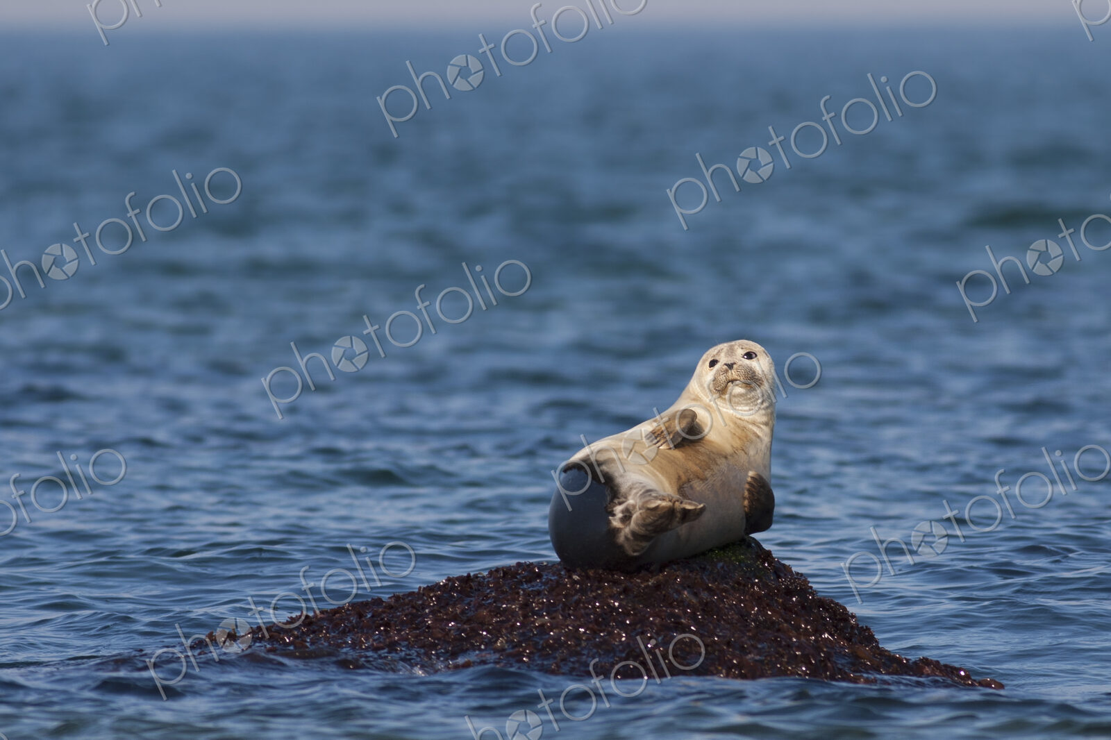 Harbour Seal resting on a rock in ocean.