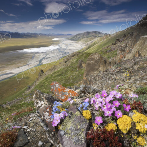 Hardy arctic wildflowers grow only a few inches high in order to reduce exposure to…