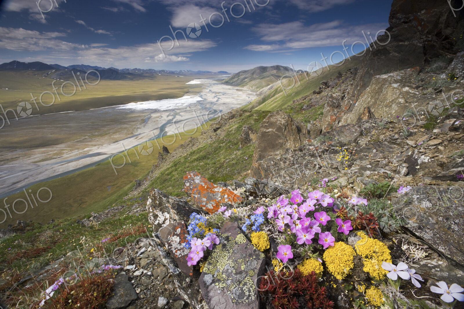 Hardy arctic wildflowers grow only a few inches high in order to reduce exposure to…