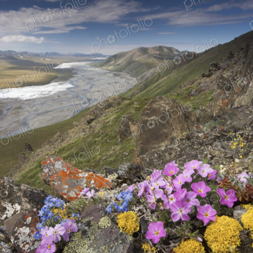 Hardy arctic wildflowers grow only a few inches high in order to reduce exposure to…