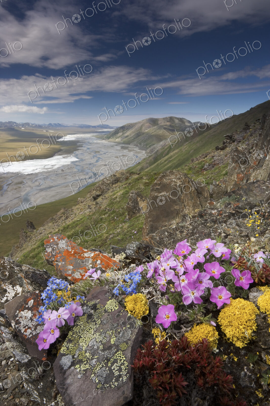 Hardy arctic wildflowers grow only a few inches high in order to reduce exposure to…