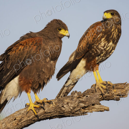Harris’s hawk, Parabuteo unicinctus, two birds perched side by side on a tree branch.