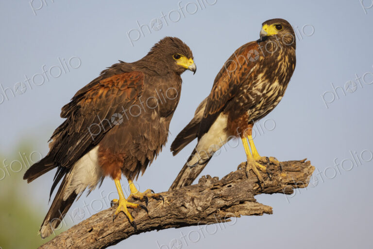 Harris’s hawk, Parabuteo unicinctus, two birds perched side by side on a tree branch.