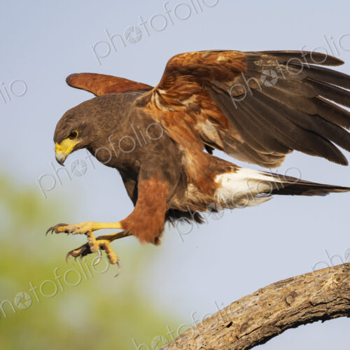 Harris's hawk, Parabuteo unicinctus, a single bird preparing to land on a branch.