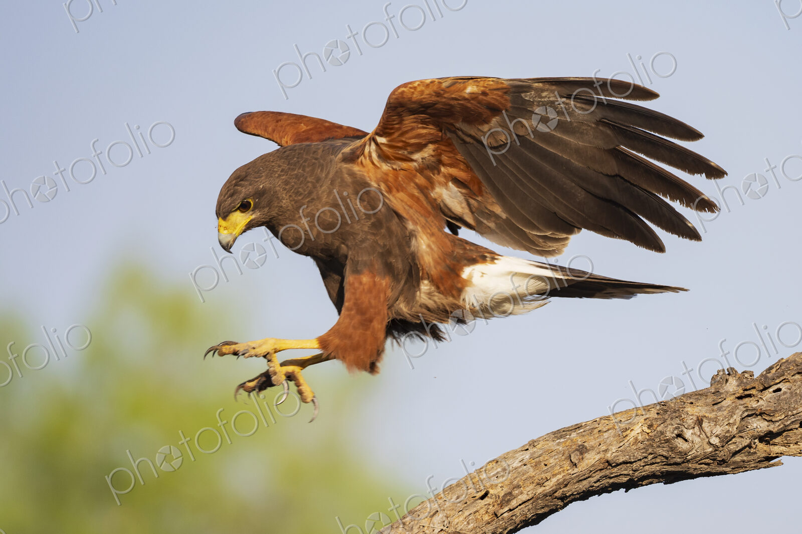 Harris’s hawk, Parabuteo unicinctus, a single bird preparing to land on a branch.