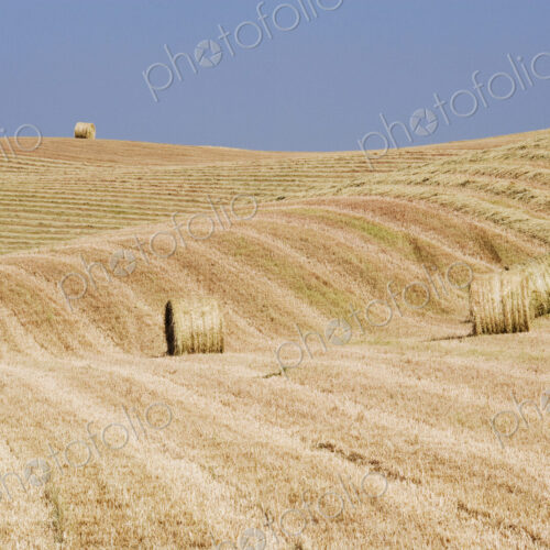 Harvested Hay Bales in Field Harvested Hay Bales in Field