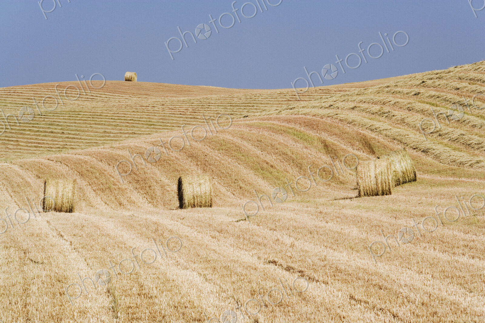Harvested Hay Bales in Field