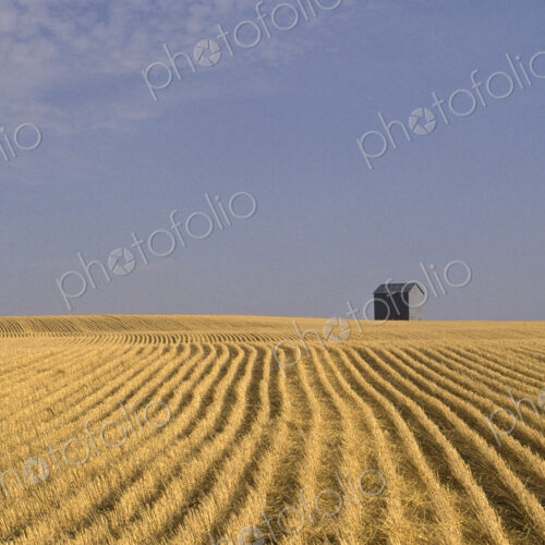 Harvested Wheat Field and Barn Harvested Wheat Field and Barn