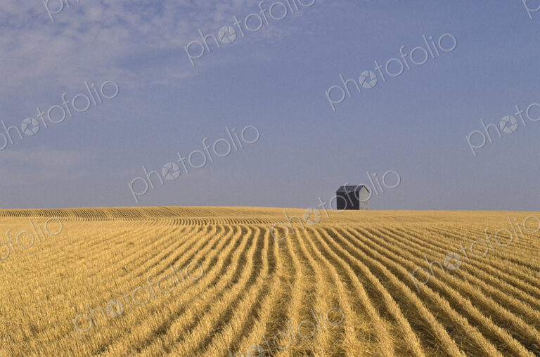 Harvested Wheat Field and Barn