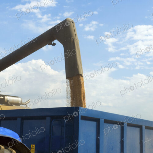 Harvested grain being loaded onto a trailer on a farm. Harvested grain being loaded onto a trailer on a farm.