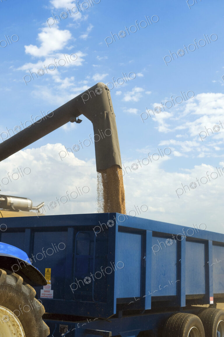 Harvested grain being loaded onto a trailer on a farm.