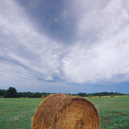 Hay Bale in Field Hay Bale in Field