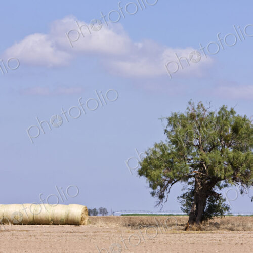 Hay Bales and a Tree Hay Bales and a Tree