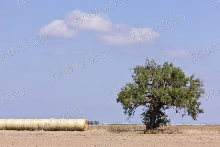 Hay Bales and a Tree