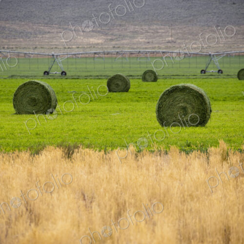 Hay Bales in Field Hay Bales in Field