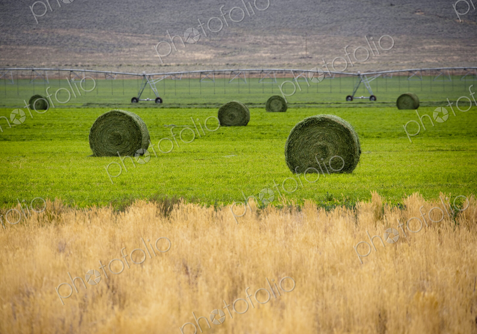 Hay Bales in Field