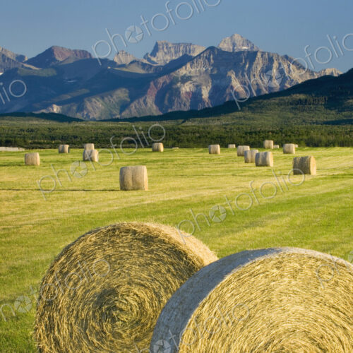 Hay bales in farm field in rural landscape Hay bales in farm field in rural landscape