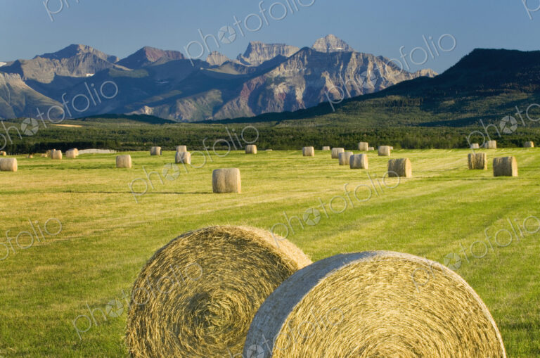 Hay bales in farm field in rural landscape