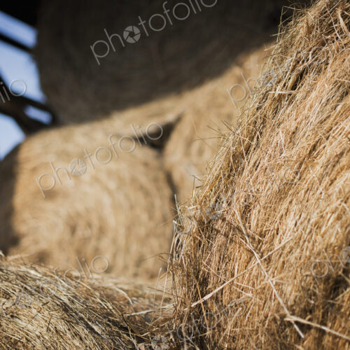 Hay, dried grass and animal fodder, bales stacked in a barn on an organic farm.
