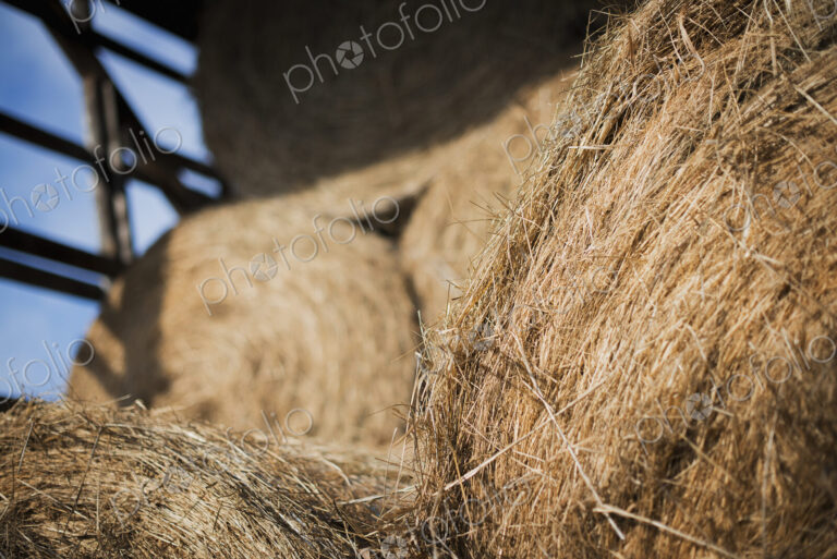 Hay, dried grass and animal fodder, bales stacked in a barn on an organic farm.