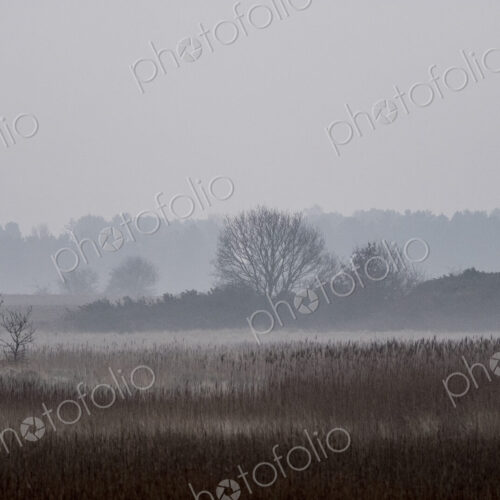 Hazy landscape with reeds and trees and a crenelated tower in the distance. Hazy landscape with reeds and trees and a crenelated tower in the distance.