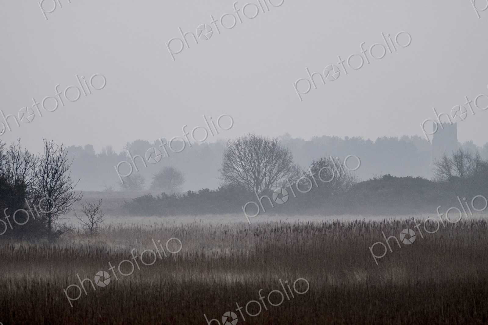 Hazy landscape with reeds and trees and a crenelated tower in the distance.