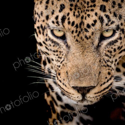 Head of a male leopard, Panthera pardus, front view of yellow-green eyes, white… Head of a male leopard, Panthera pardus, front view of yellow-green eyes, white…