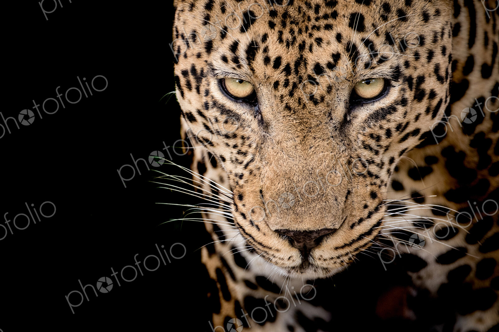 Head of a male leopard, Panthera pardus, front view of yellow-green eyes, white…