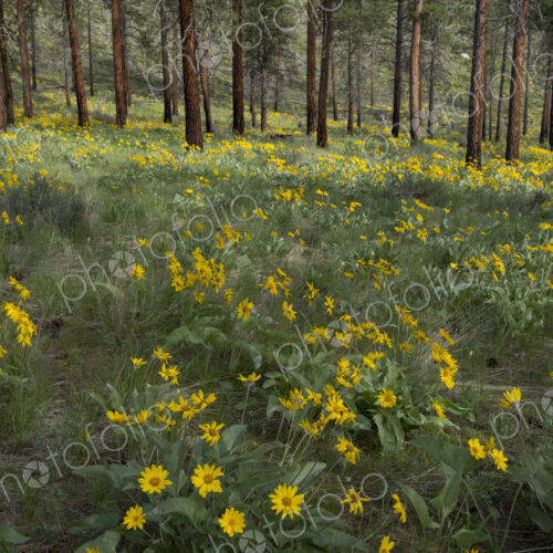 Healthy Ponderosa pine forest and blooming Arrowleaf balsamroot