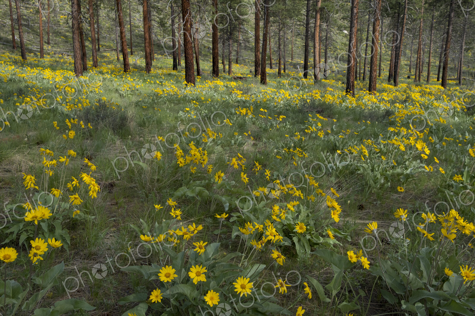 Healthy Ponderosa pine forest and blooming Arrowleaf balsamroot