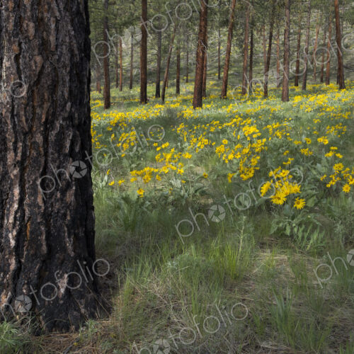 Healthy Ponderosa pine forest and blooming Arrowleaf balsamroot