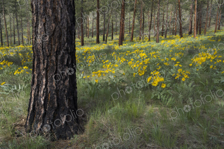 Healthy Ponderosa pine forest and blooming Arrowleaf balsamroot