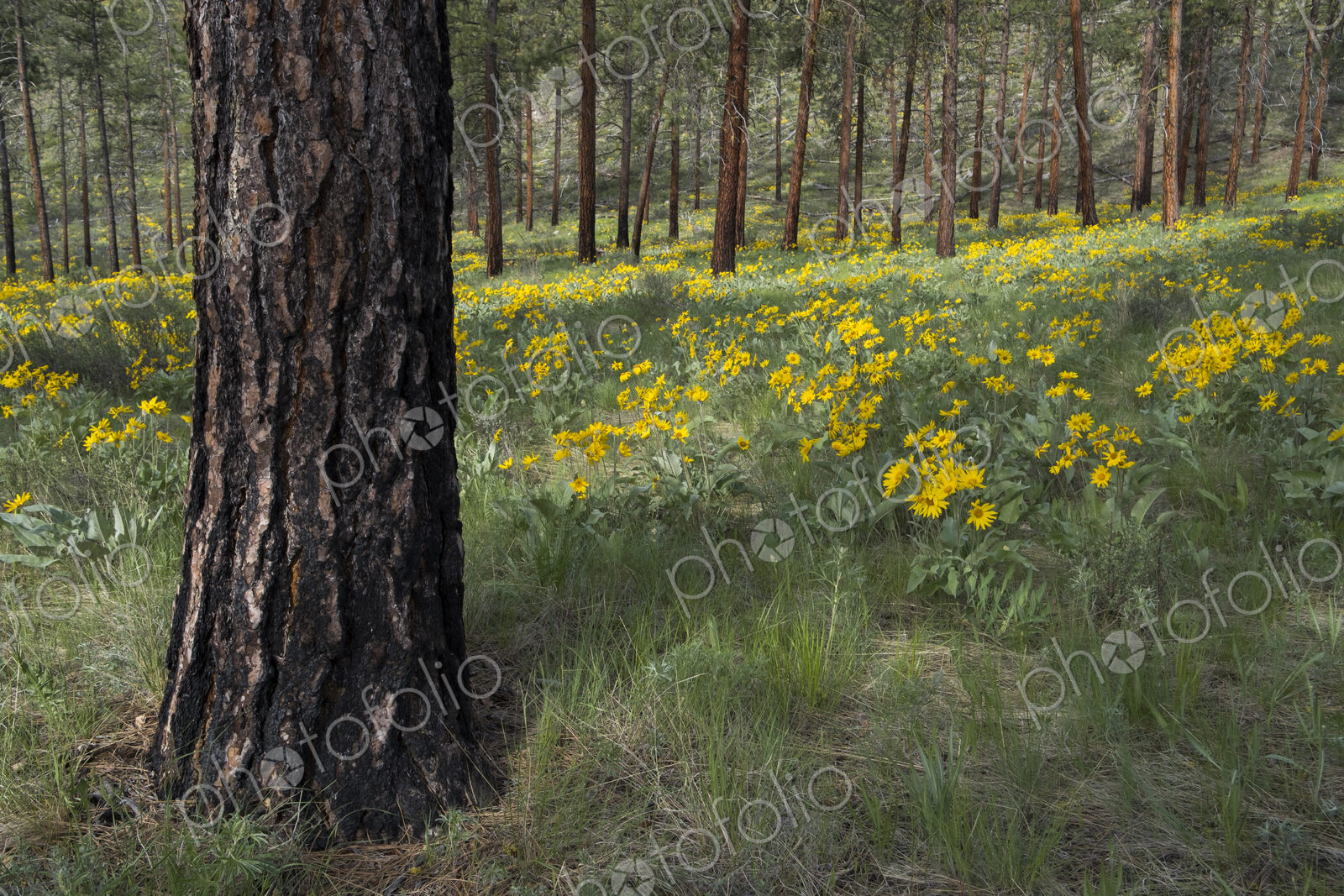 Healthy Ponderosa pine forest and blooming Arrowleaf balsamroot