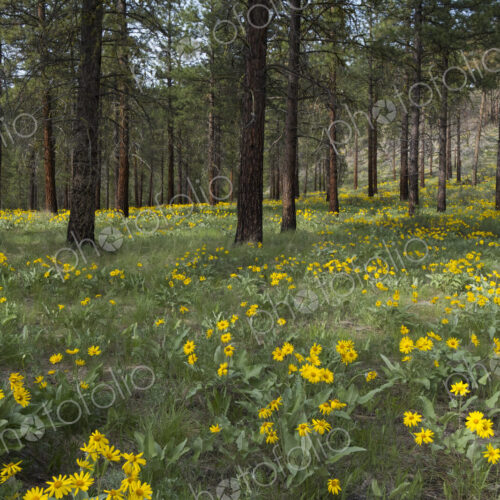 Healthy Ponderosa pine forest and blooming Arrowleaf balsamroot