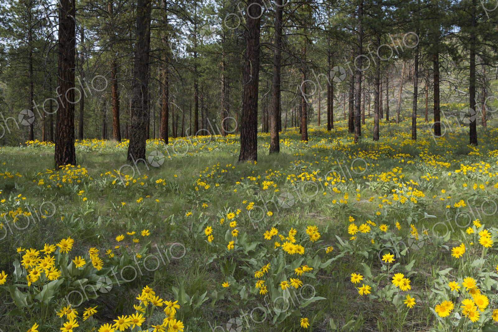 Healthy Ponderosa pine forest and blooming Arrowleaf balsamroot