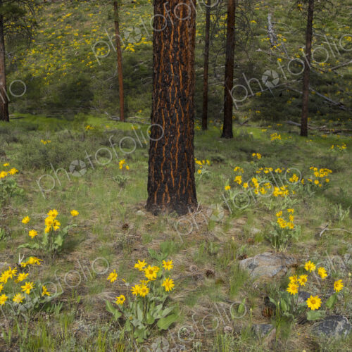 Healthy Ponderosa pine forest and blooming Arrowleaf balsamroot Healthy Ponderosa pine forest and blooming Arrowleaf balsamroot