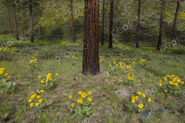 Healthy Ponderosa pine forest and blooming Arrowleaf balsamroot