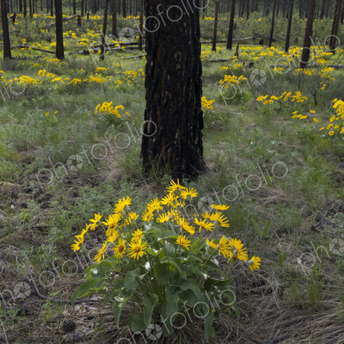 Healthy Ponderosa pine forest and blooming Arrowleaf balsamroot Healthy Ponderosa pine forest and blooming Arrowleaf balsamroot