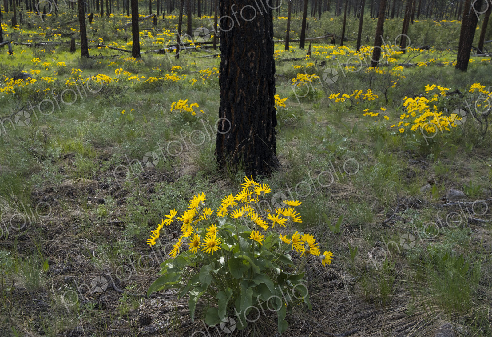 Healthy Ponderosa pine forest and blooming Arrowleaf balsamroot