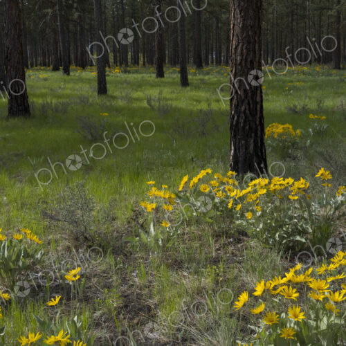 Healthy Ponderosa pine forest and blooming Arrowleaf balsamroot Healthy Ponderosa pine forest and blooming Arrowleaf balsamroot