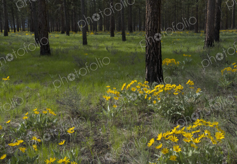 Healthy Ponderosa pine forest and blooming Arrowleaf balsamroot