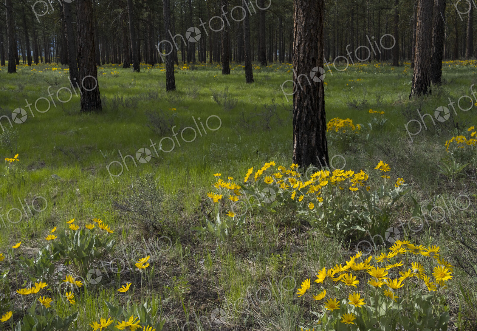 Healthy Ponderosa pine forest and blooming Arrowleaf balsamroot