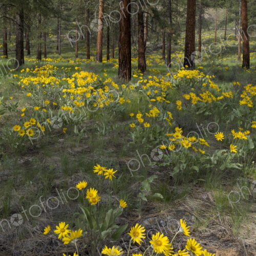 Healthy Ponderosa pine forest and blooming Arrowleaf balsamroot Healthy Ponderosa pine forest and blooming Arrowleaf balsamroot