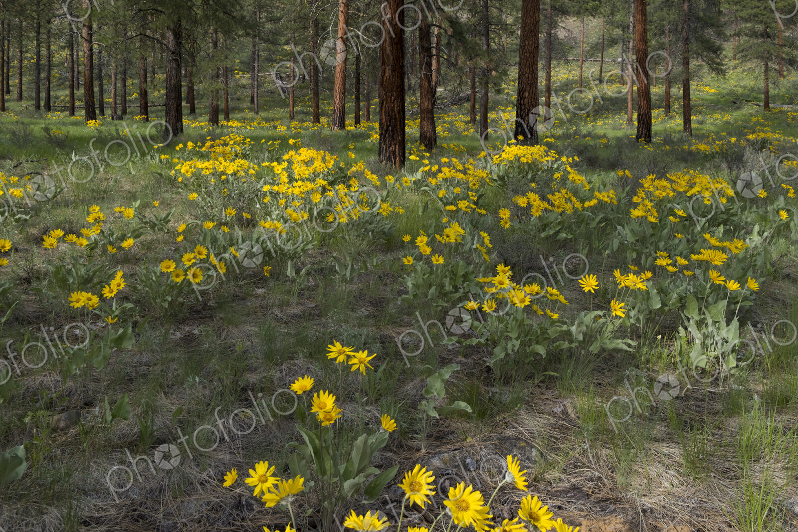 Healthy Ponderosa pine forest and blooming Arrowleaf balsamroot