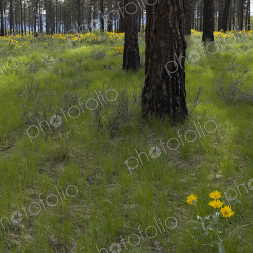 Healthy Ponderosa pine forest and blooming Arrowleaf balsamroot Healthy Ponderosa pine forest and blooming Arrowleaf balsamroot