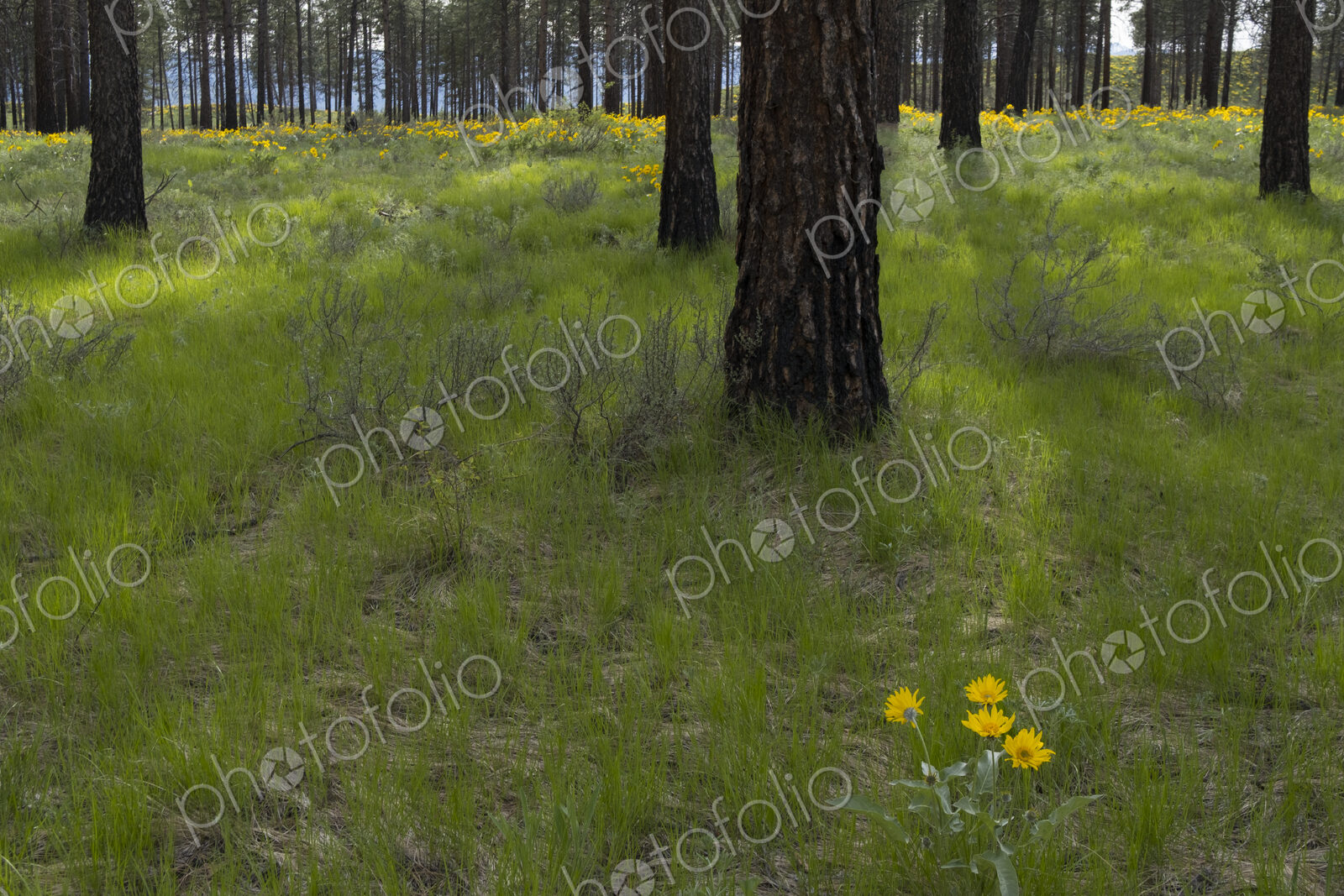 Healthy Ponderosa pine forest and blooming Arrowleaf balsamroot