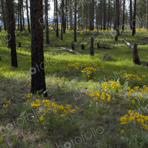 Healthy Ponderosa pine forest and blooming Arrowleaf balsamroot Healthy Ponderosa pine forest and blooming Arrowleaf balsamroot